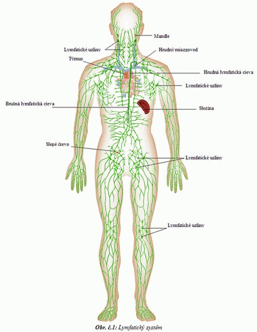 lymfaticky_system